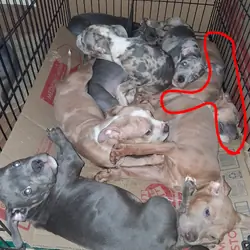 Pocket American Bully Pups