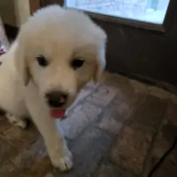 Pyrenees puppy's