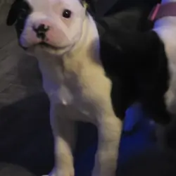 Boston Terriers