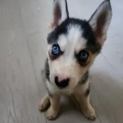 Siberian huskies