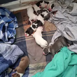 Blue Nose Pits 6 weeks