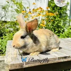 Mini lop