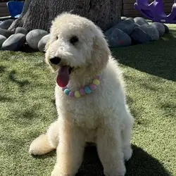 Puppy