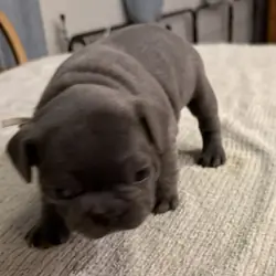 Male French Bull Dog - RUSTY
