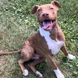 Young pitbull pup