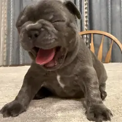 Male French Bulldog - Buddy