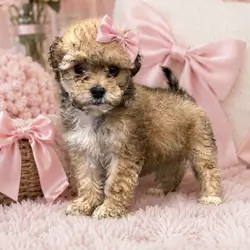 Shihapoo