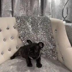 French Bulldogs
