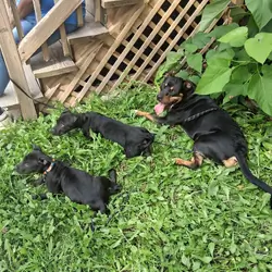 Puppies