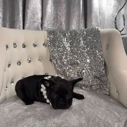French bulldog Puppy