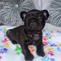 French bulldog puppies