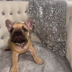 French bulldog male
