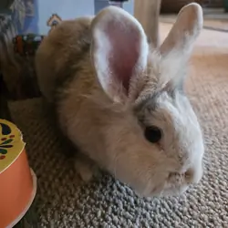 Male Lion Hair Bunny