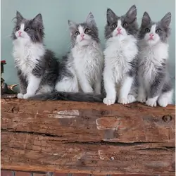 Gorgeous Maine coon Kittens