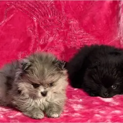 Gorgeous Pomsky Puppies