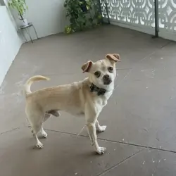 9 year old Chihuahua