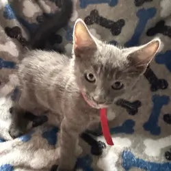 Russian blue kitten