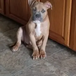 Puppy To Good Home