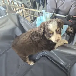 Toy Australian Shepherd