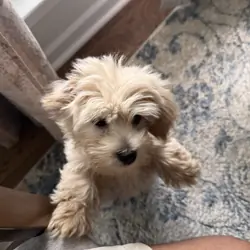 Cookie the Cockapoo