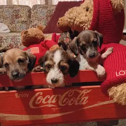 Miniature Dachshunds