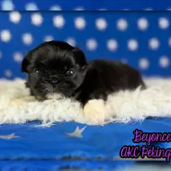 Beyonce Female AKC Pekingese