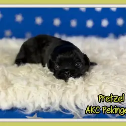 Pretzel Male AKC Pekingese