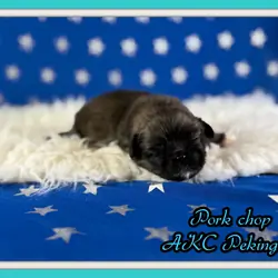 Porkchop Male AKC Pekingese