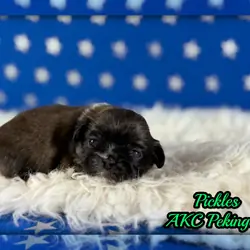 Pickels Male AKC Pekingese