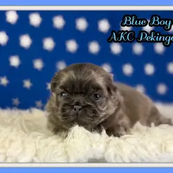 Blue Boy Male AKC Pekingese