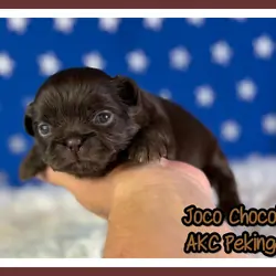 Joco Chocolate Male AKC Pekingese