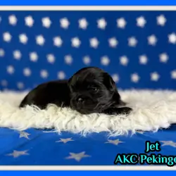 Jet Male AKC Pekingese