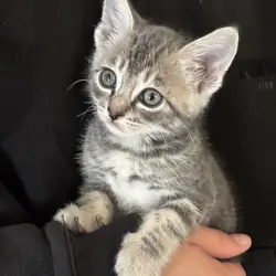 Grey Tabby Kitten