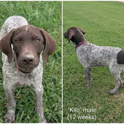German Shorthaired Pointers