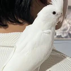 Albino cockatiel