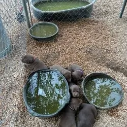 Chocolate Lab Puppies