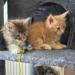 Adorable Kittens Available 🐾
