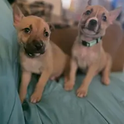 8 week old pit husky mix