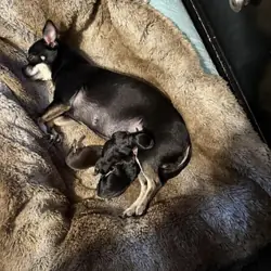 Teacup chihuahuas