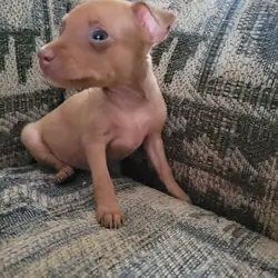 Minpin puppies