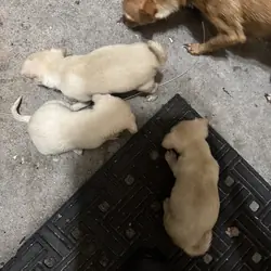 mixed  Chihuahuas