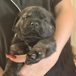Masterweiler for rehoming