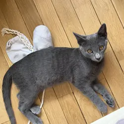 kittens