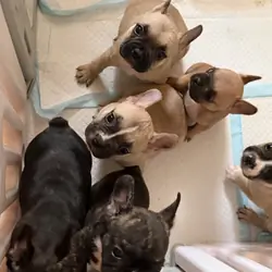 Frenchton Puppies