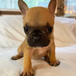 Frenchton Puppies