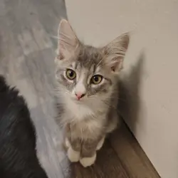 Kitten