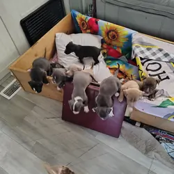 Pitbull puppies  1 male 3 girls