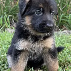 GERMAN SHEPHARD AKC REGISTERED PUPPIES