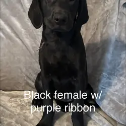Black Female Labrador Retriever