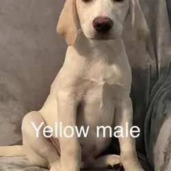 Yellow Labrador Retriever